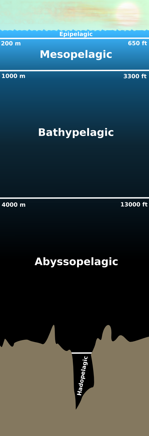 Wfm_pelagic.png