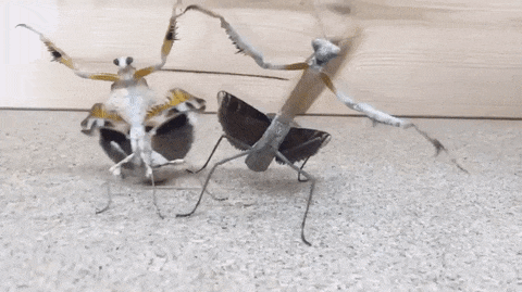 1505795360128669522.gif