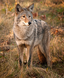 eastern-coyote.png