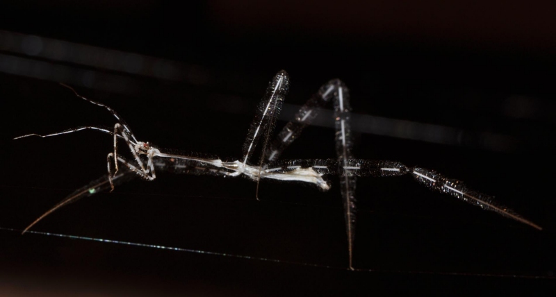 assassinbug.jpg
