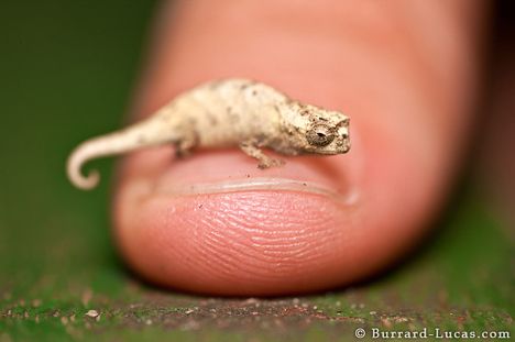 tiny-chameleon.jpg
