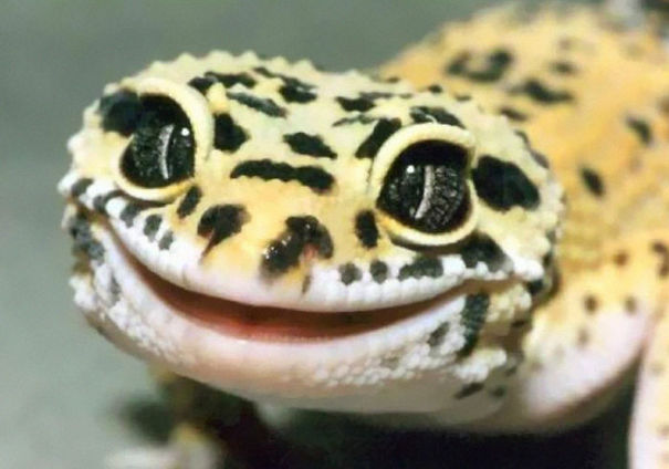 cute-reptiles-104__605.jpg