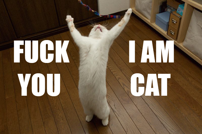 fuckyouiamcat.png