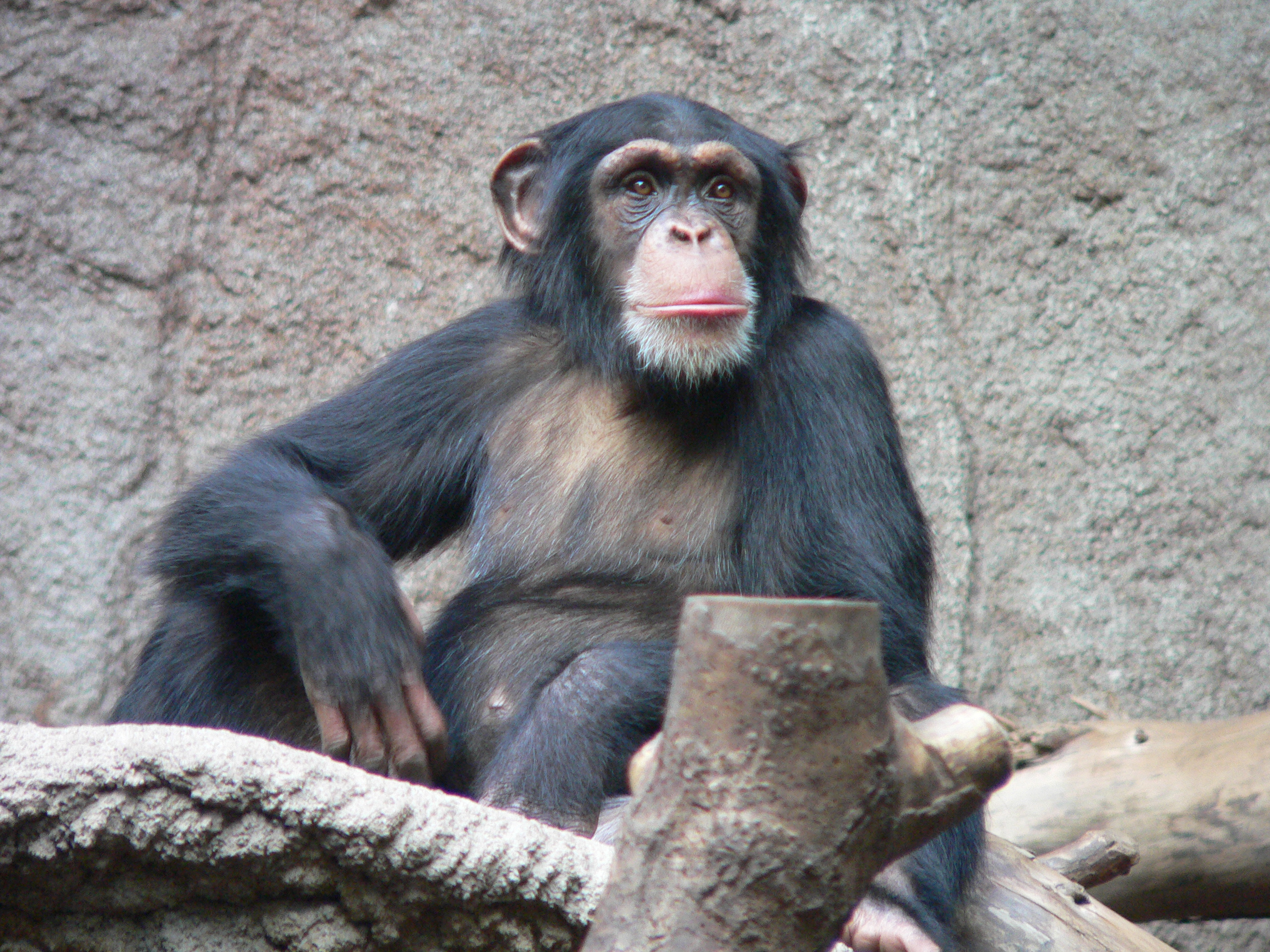 Schimpanse_Zoo_Leipzig.jpg