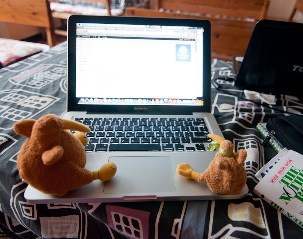 Traveling-Kiwis-Working-with-the-Computer.jpg